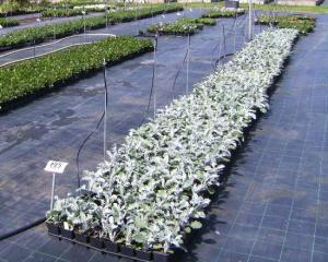 Marktäckväv Bredd 210cm Metervara