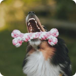 Hundleksak Hundben Rep -