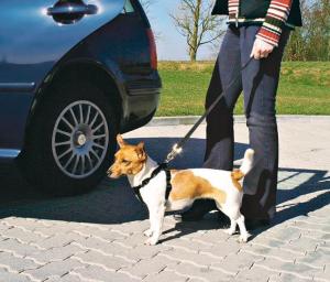 Bilsele X-Small 20-50cm