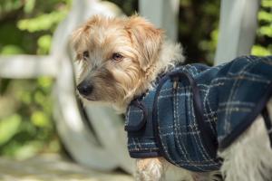 Hundtäcke Eskadron Bouclé Heritage Navy