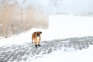 Hundskor Walker active 2-pack