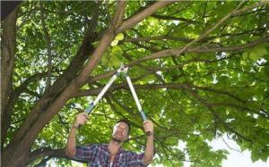 Grensax TeleCut lång 650-900B