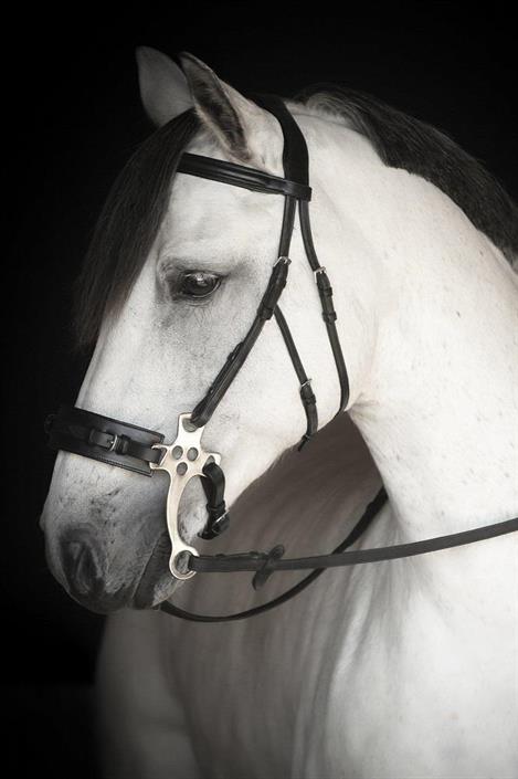 Träns till Hackamore Lippo Chester Svart