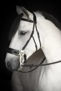 Träns till Hackamore Lippo Chester Brun