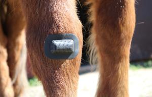 Rheva Sårskydd 2-Pack Small 5x7cm