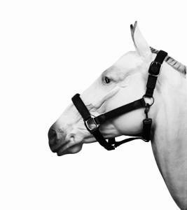 Grimma Nylon/Neoprene Svart Ponny