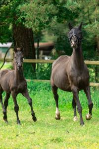 Flughuva Lamicell Lycra Svart