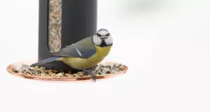 Fågelfröblandning DeLuxe 1kg