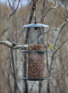 Fågelmatare Nöt Stylish 35cm