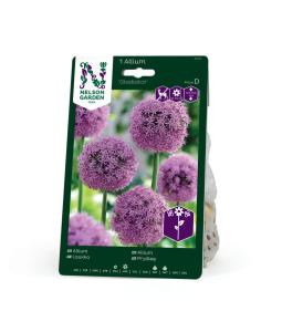 Allium, Gladiator, purpurrosa