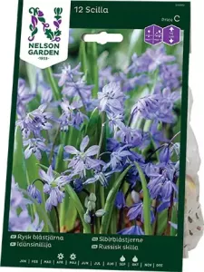 Blåstjärna, Rysk, blå