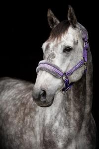 Grimma Med Päls Horse Unique Lila/Grå