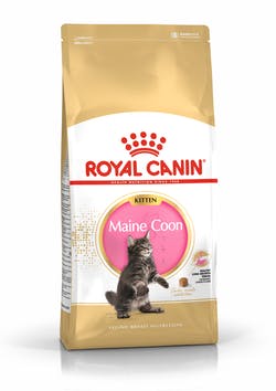 RC Maine Coon Kitten 10 kg