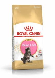 RC Maine Coon Kitten 10 kg