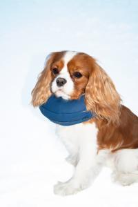 Hundkrage uppblåsbar