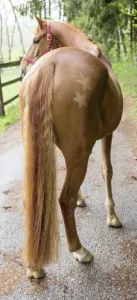 Mönster För Klippning