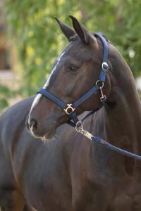 Grimma Doria Navy