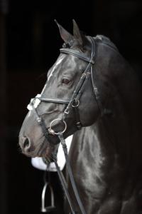 Träns Pullarnosgrimma Cancun Svart