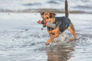 Hundleksak Vatten Fyr På Rep