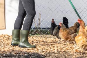 Gummistövel Nora Ranch Low PVC Grön