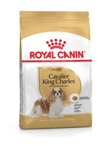 RC Cavalier King Charles Adult
