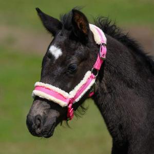 Fölgrimma Teddy Rosa Xfull