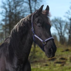 Grimma "Romana" Marin