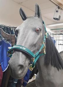 Grimma Eskadron/Landäng Grön/Guld