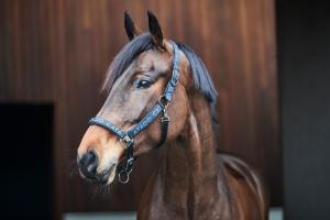 Grimma Alea Catago Reflex/Logo Svart