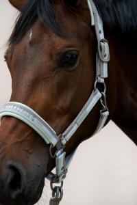 Grimma Eskadron Classic Sports Taupe