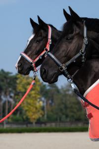 Grimma Classic Sports Blue Grey Cob