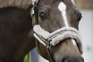 Grimma Eskadron Platinum Fauxfur Moss Green