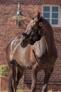 Grimma Eskadron Faux Fur Heritage Black Truffle