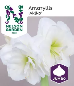 Amaryllis Jumbo, Akiko, vit dubbel