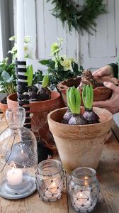 Amaryllis Jumbo, Caramba, strimmig