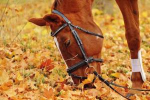 Iform Koncentrat pellets 25kg