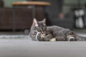 Rep med fransar 15cm, 2-pack