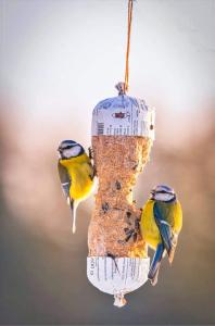 Insektsbar Leo & Woolf 600g