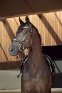 Träns Aachen Ava Rundsytt, Svart