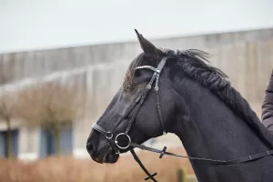 Träns Remont HG Cryll med tygel, Svart