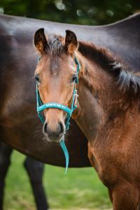 Fölgrimma Malva HG Arctic