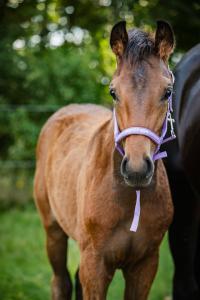 Fölgrimma Malva HG Lavender