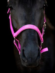 Grimma Malva "Pretty Girl" Phlox Pink