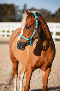 Grimma Malva "My Best Friend" Aruba Blue