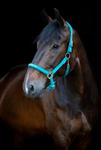 Grimma Malva HG Arctic