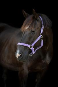 Grimma Malva HG Lavender