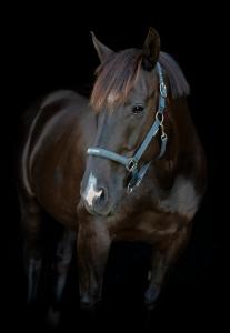 Grimma Malva HG Asphalt