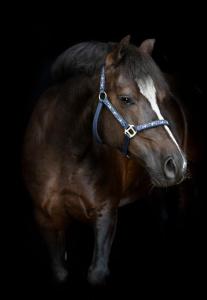 Grimma Fantasy HG Navy