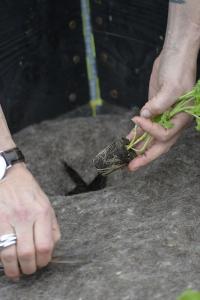 Odlingsduk ull 150x200cm