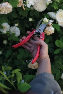 Papegojsekatör 21cm